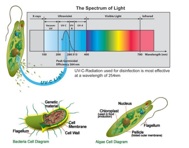 Litel teknolojisi Sterilizasyon için popüler UV ışık dezenfektanı-1